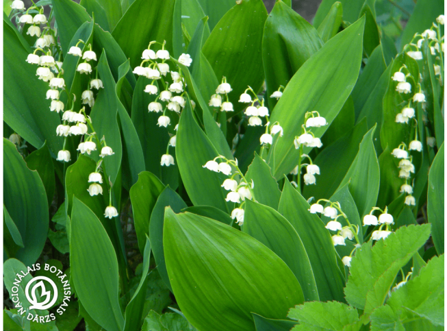 Convallaria majalis